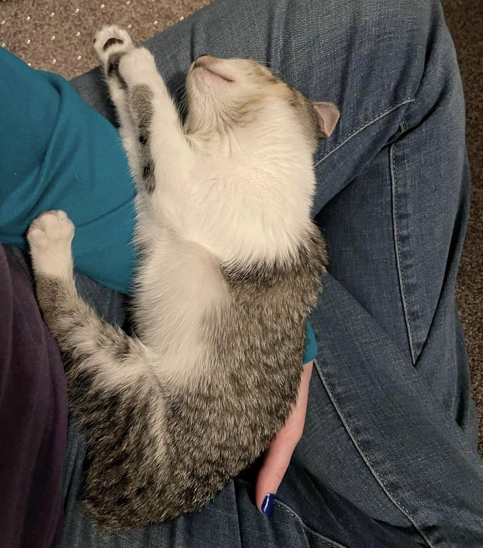 sweet sleeping kitten lap cat