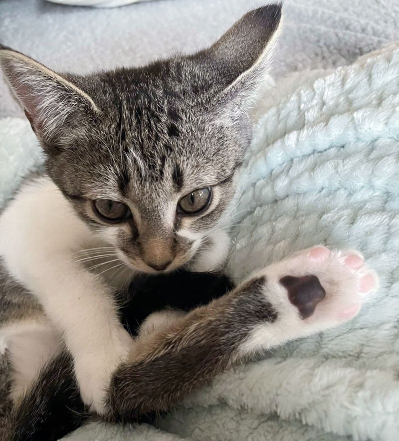 happy kitten big paw