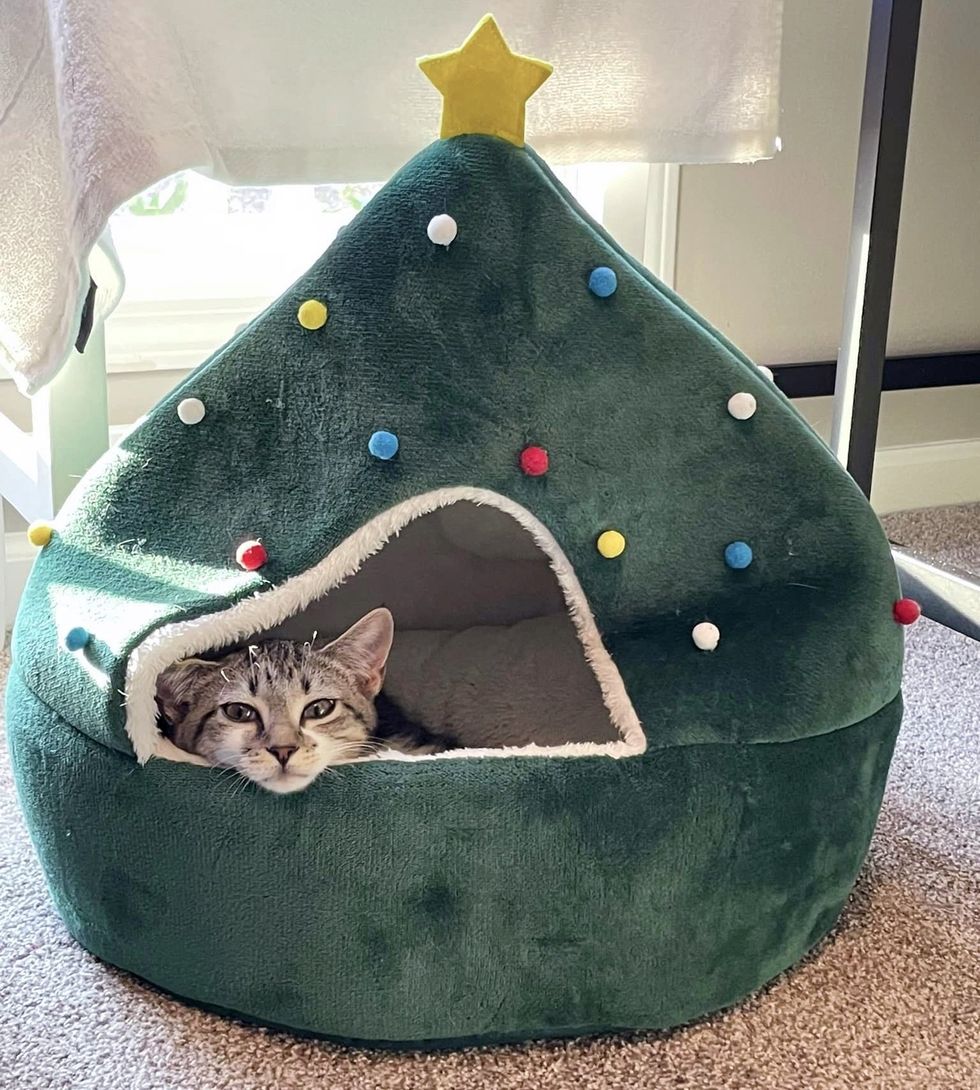 kitten cat bed