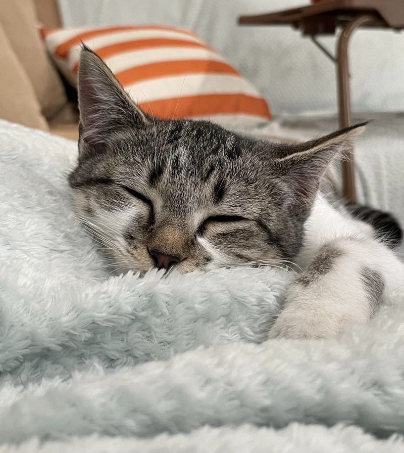 cute sleeping kitten