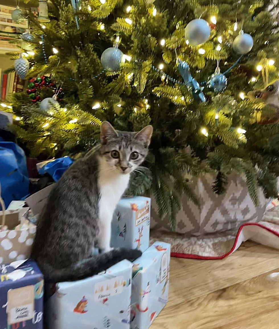kitten cat christmas tree