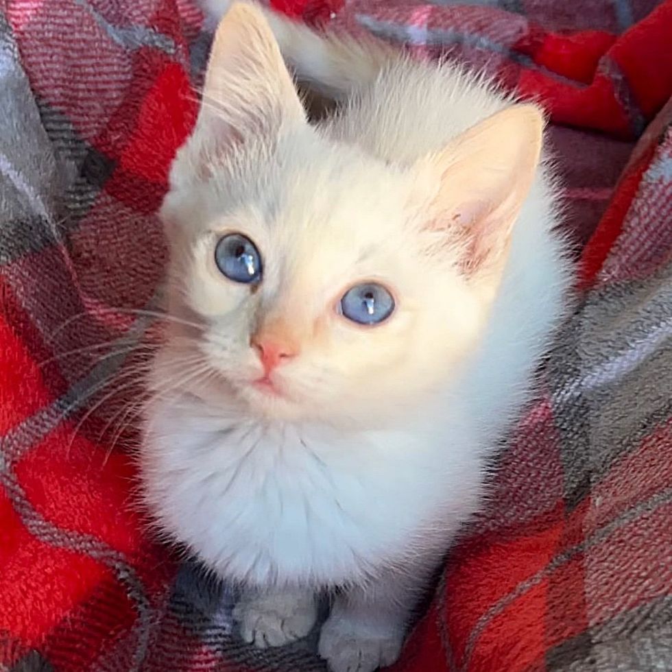 cute white kitten blue eyes