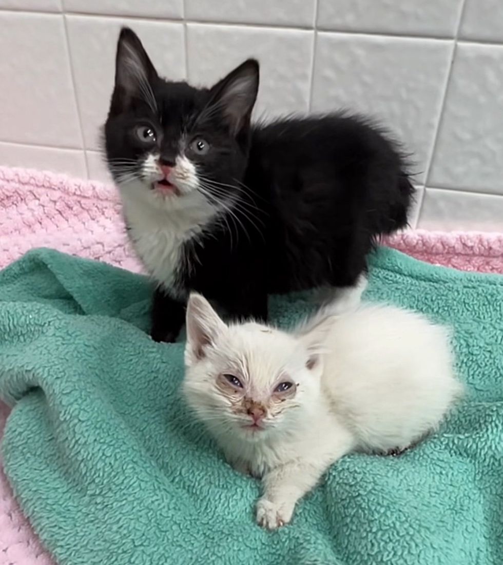 sweet kittens rescue