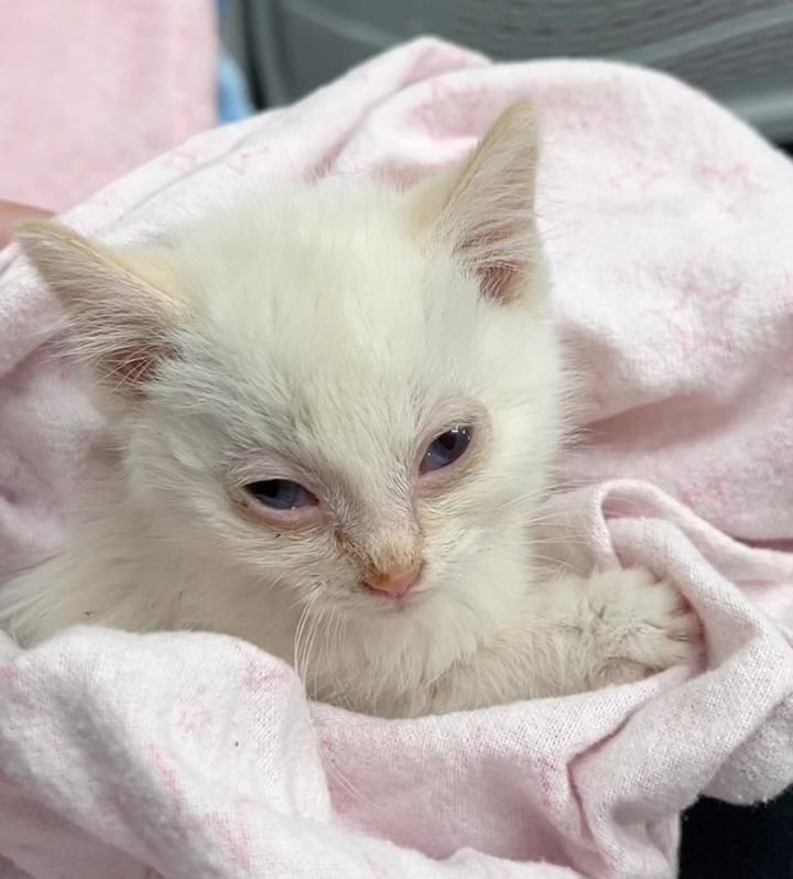 kitten wrapped in blanket