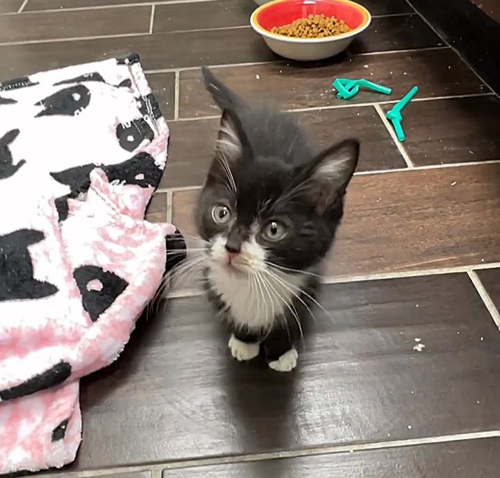 sweet tuxedo cute kitten