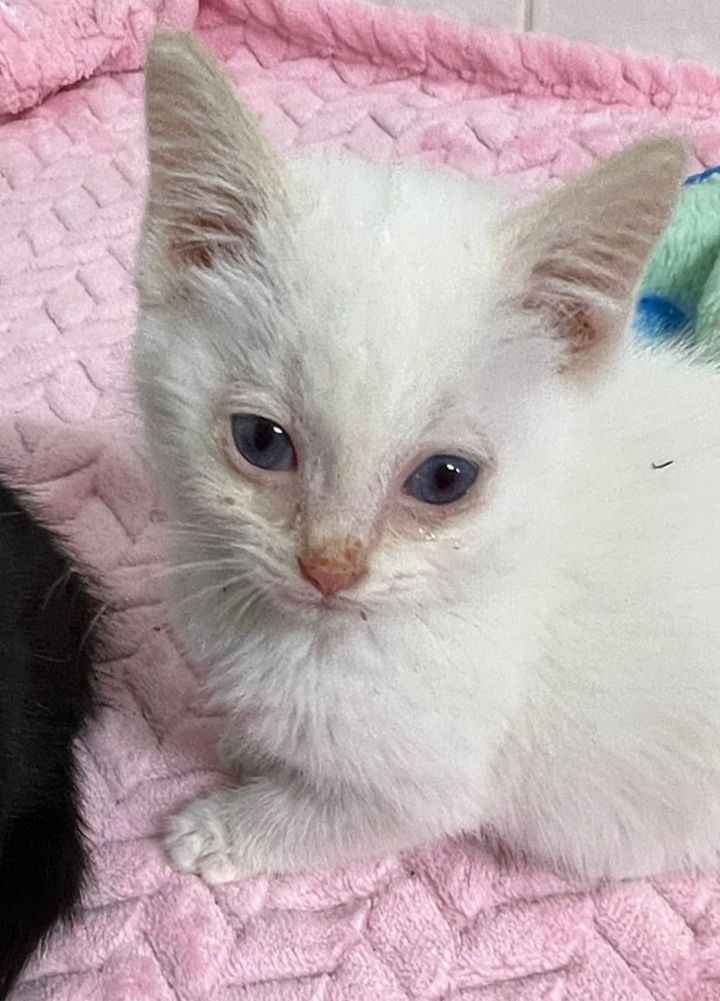 sweet white kitten