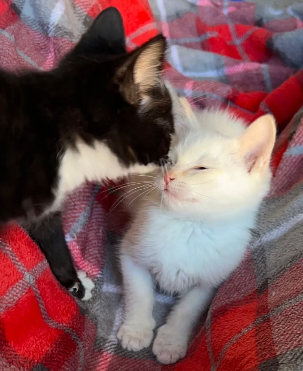 sweet cute kittens kisses