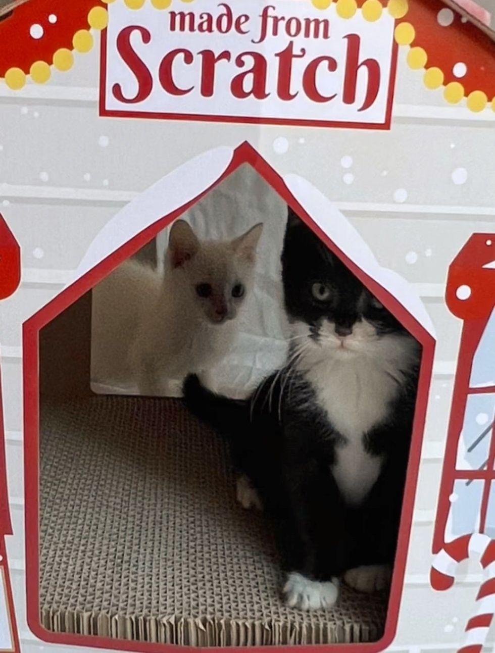 gatitos casa de navidad