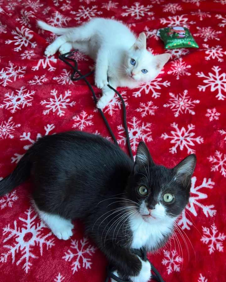 sweet kittens Christmas