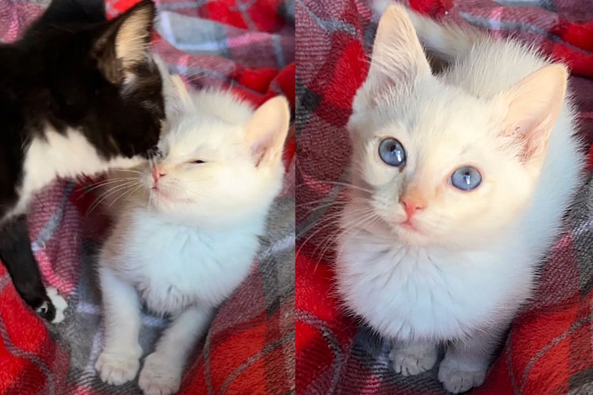 Kitten from Backyard Truly Shines This Christmas with the Help of His Bonded Brother and a Playful House Cat