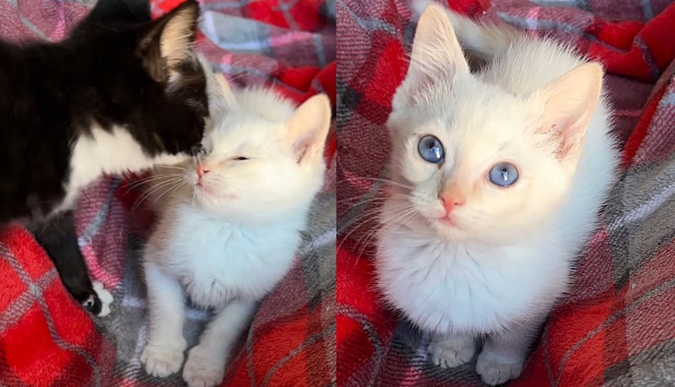 Kitten from Backyard Truly Shines This Christmas with the Help of His Bonded Brother and a Playful House Cat