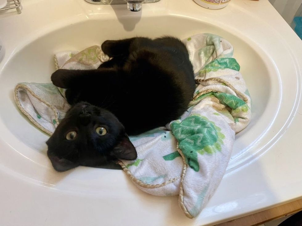 cute black kitten sink bed
