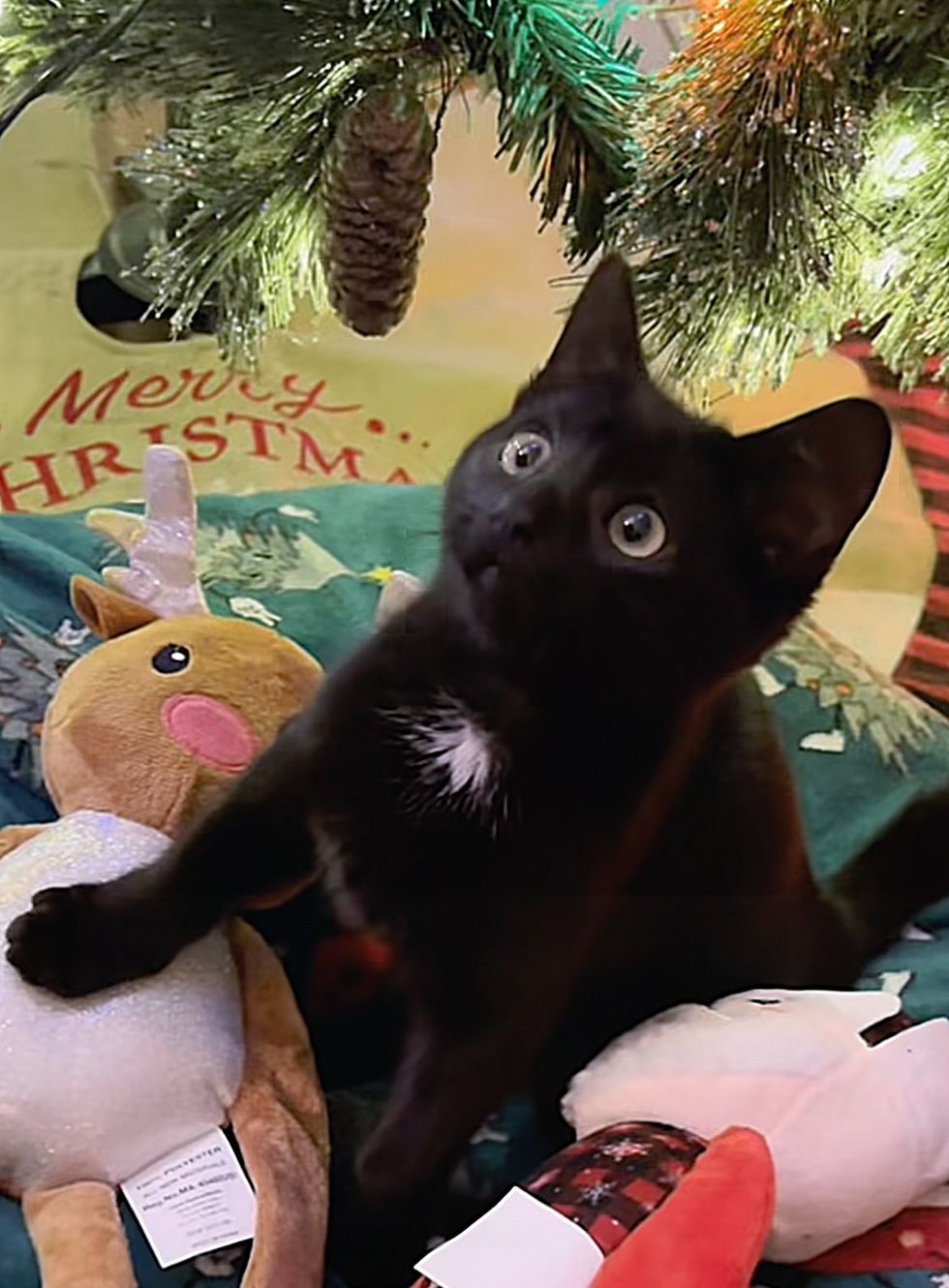 cute black kitten christmas tree