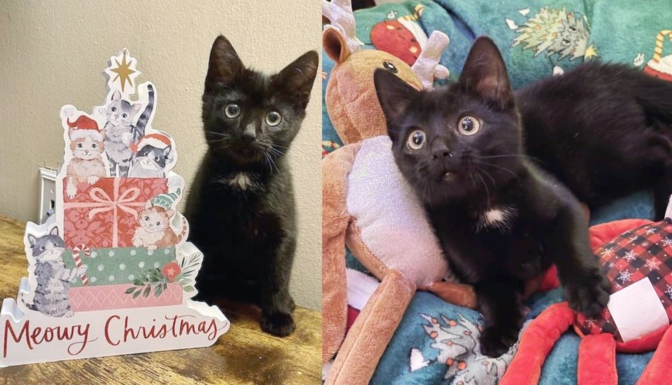 Cranberry the Kitten from Living on the Street to Now Napping on a Warm Bed, Her Wish Just Came True