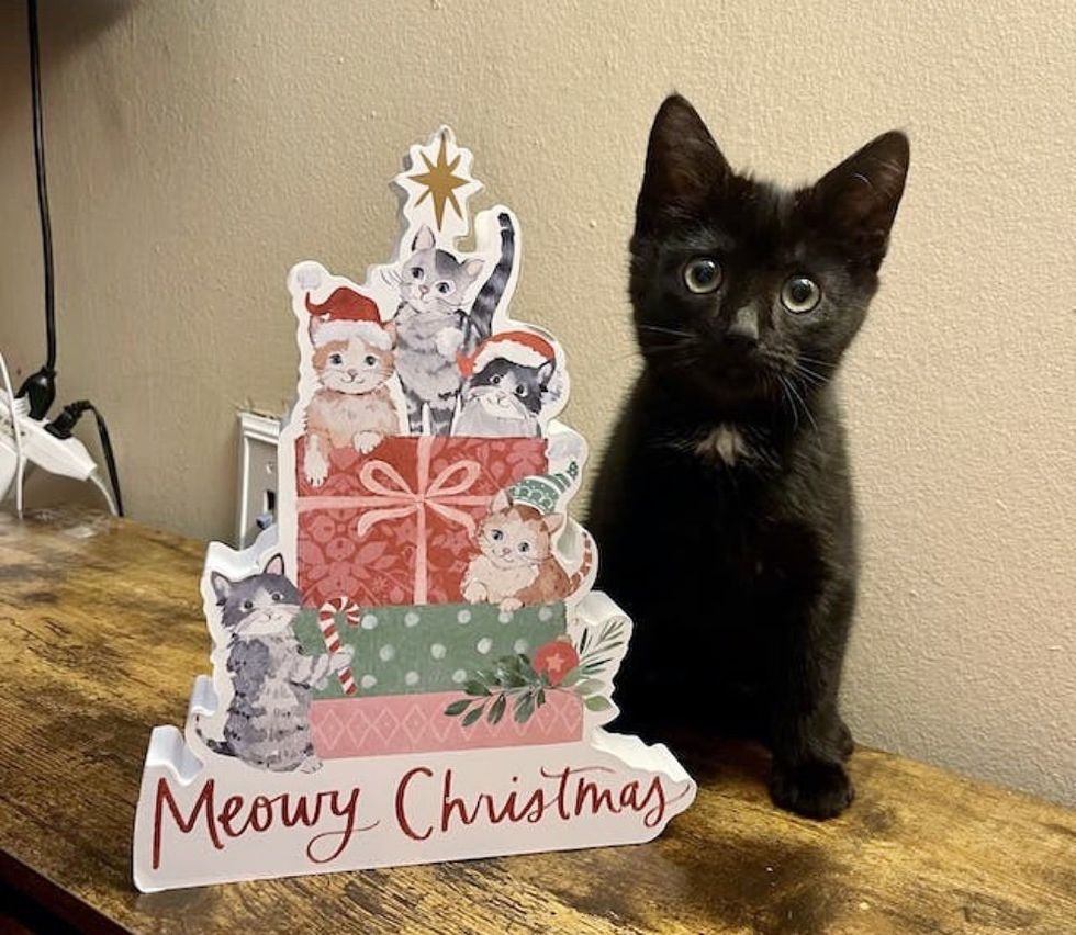 panther kitty meowy christmas