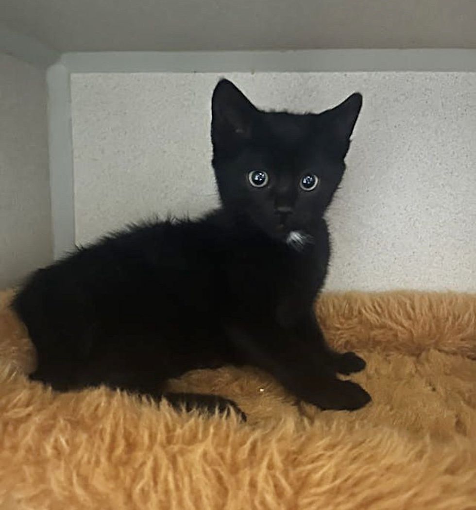 panther kitty cute black kitten