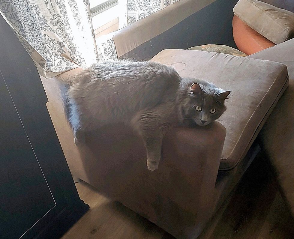 fluffy cat couch