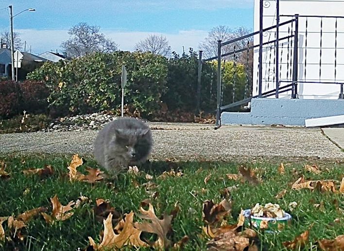 cat sighting yard