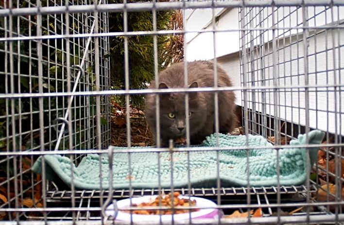 cat walks in humane trap