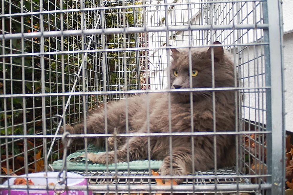 cat in humane trap