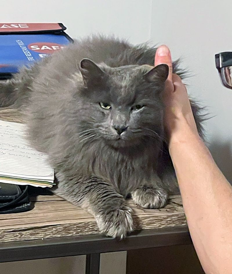 fluffy gray cat snuggles