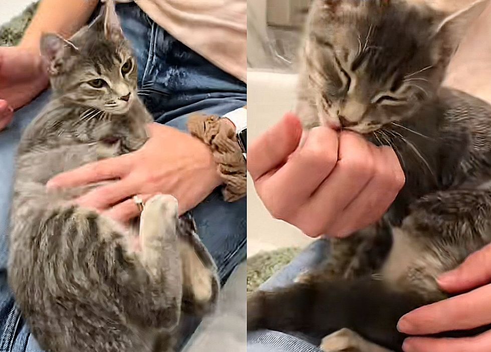 snuggle kitten lap cat