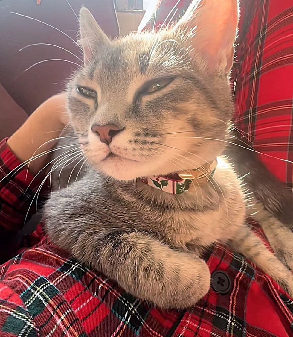 sweet lap cat kitten