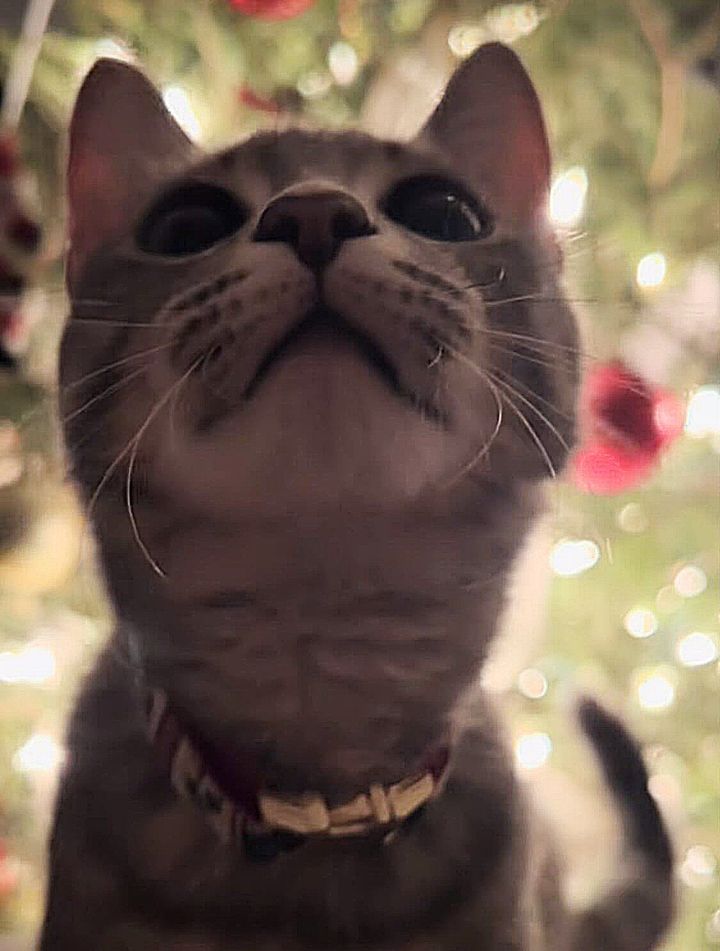kitten christmas tree lights