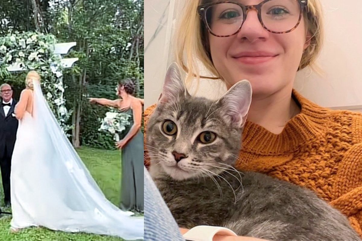 Kitten Crashes Couple's Wedding and Wriggles into Their Hearts as 'Cat Distribution System' Works Overtime