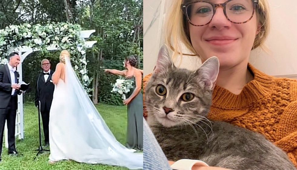 Kitten Crashes Couple's Wedding and Wriggles into Their Hearts as 'Cat Distribution System' Works Overtime