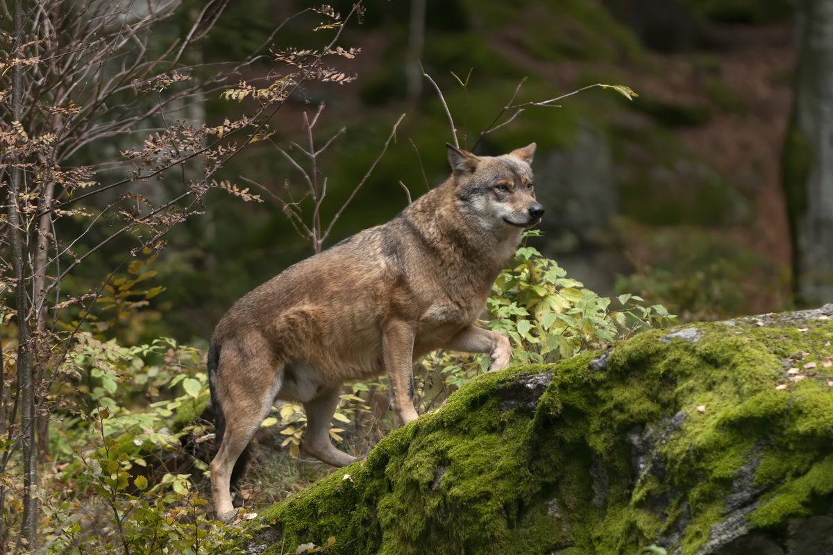 Caccia, il problema delle predazioni del lupo sui cani arriva alla Camera