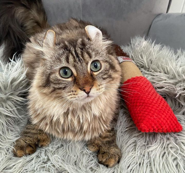 highland lynx, maine coon cat