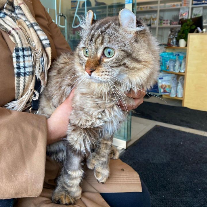 fluffy cat paws, curled ears cat