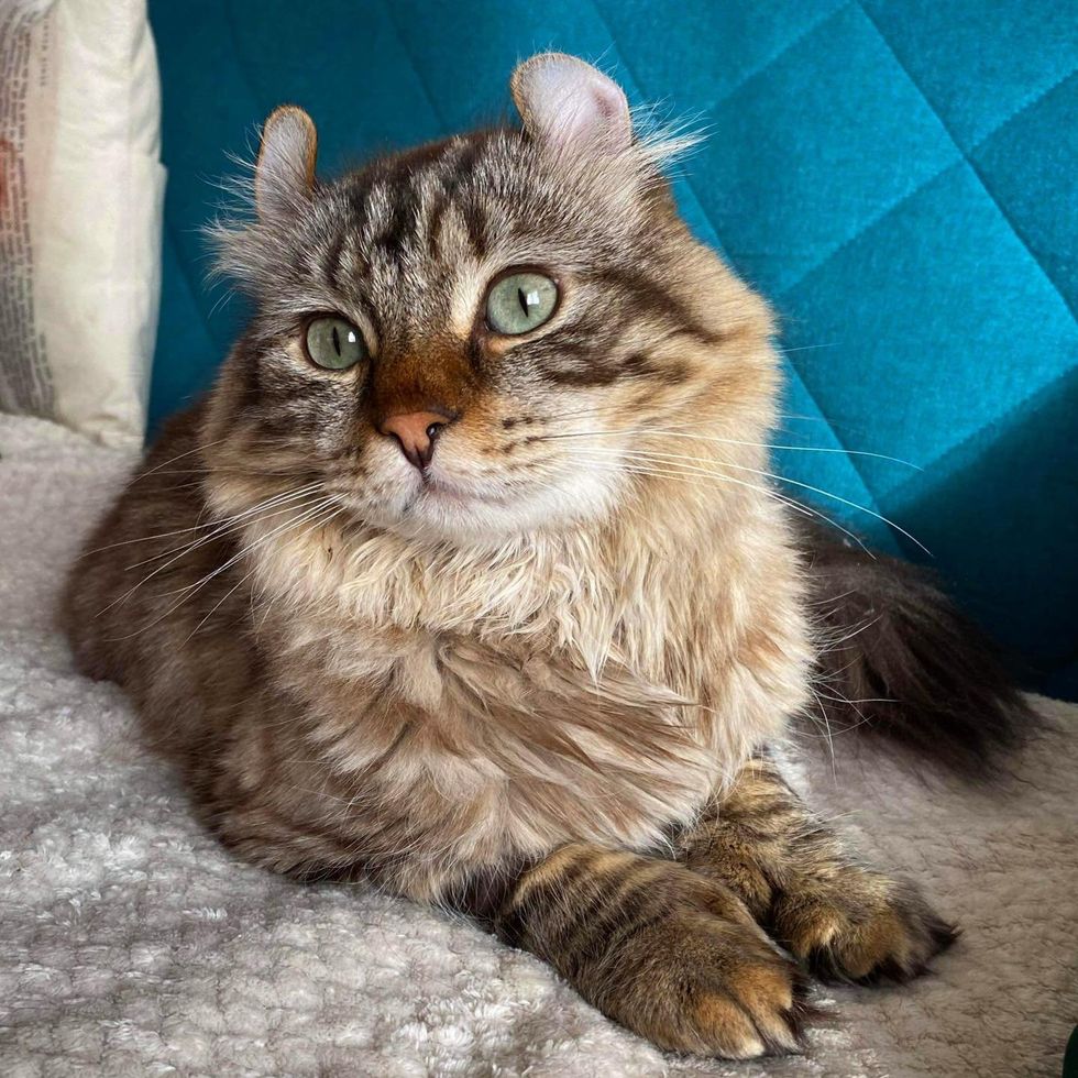 sweet fluffy cat curled ears