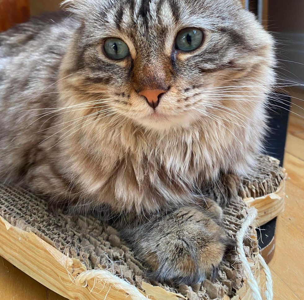 fluffy cat scratching pad