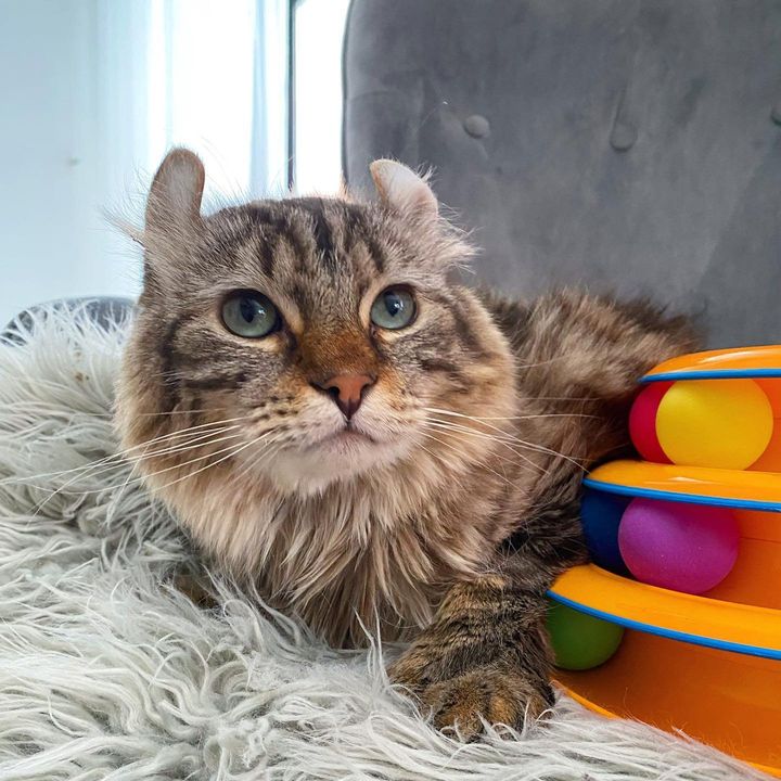 cat curled ears toy