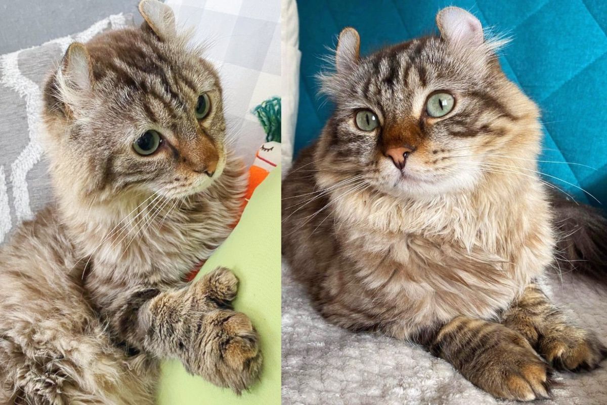 Cat with Big Paws Becomes the Most Gentle Soul When Kind People Save His Life, Now Living Like a True Prince