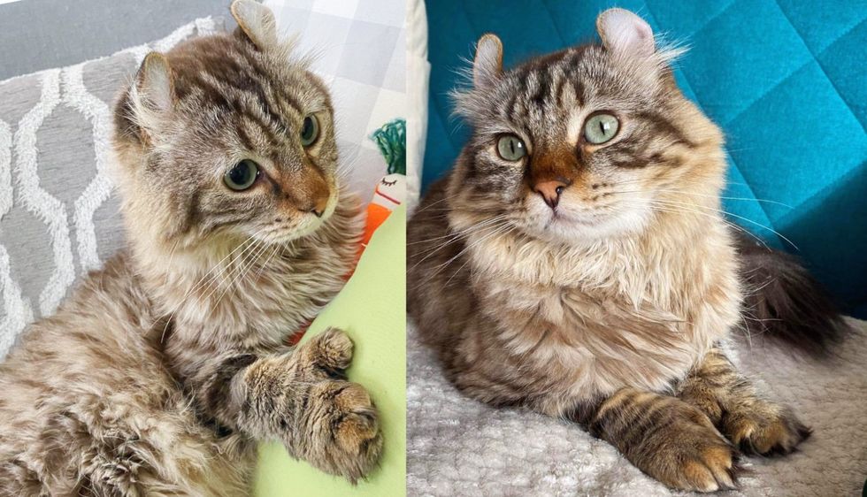 Cat with Big Paws Becomes the Most Gentle Soul When Kind People Save His Life, Now Living Like a True Prince