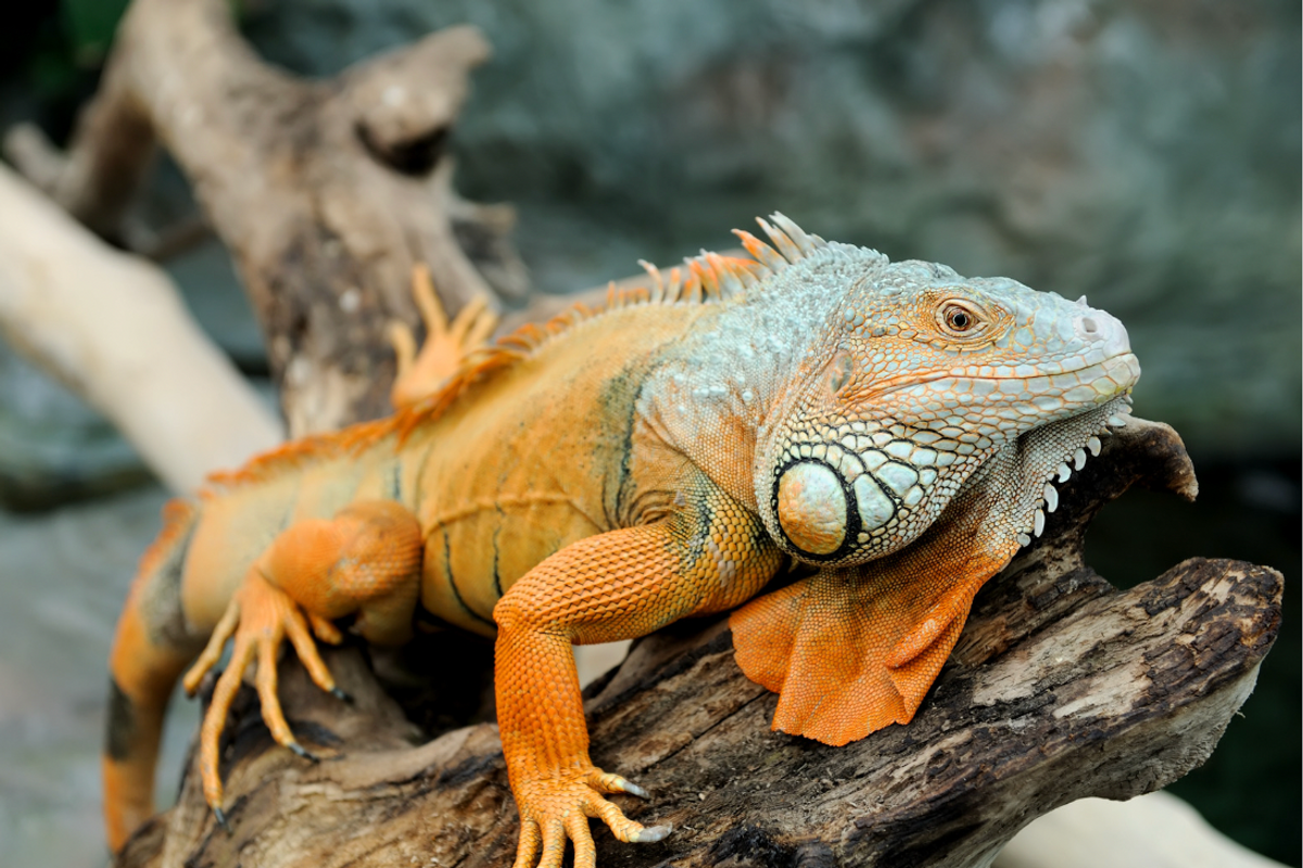 rocket iguana, iguanas as pets, exotic pets, pets, iguanas, the dodo