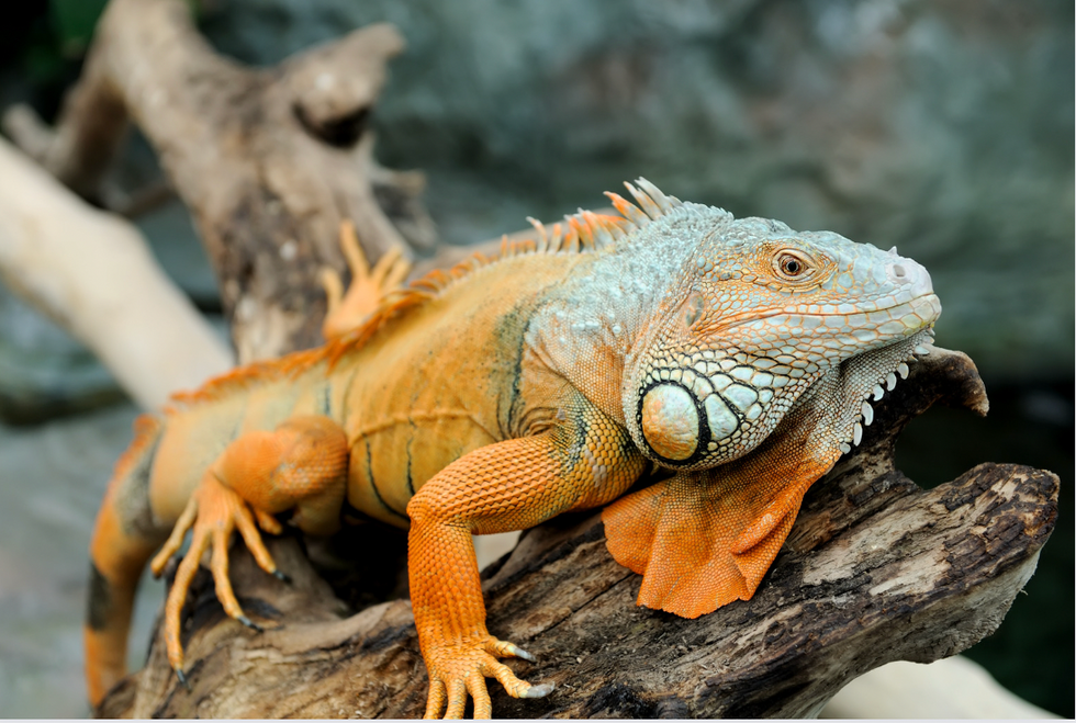 Watch how this man's needy pet iguana acts exactly like a dog