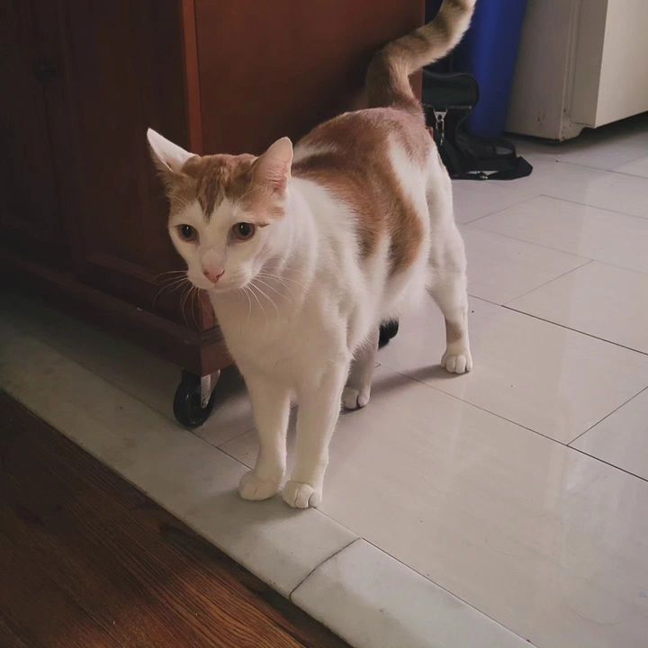 sweet cat big boy