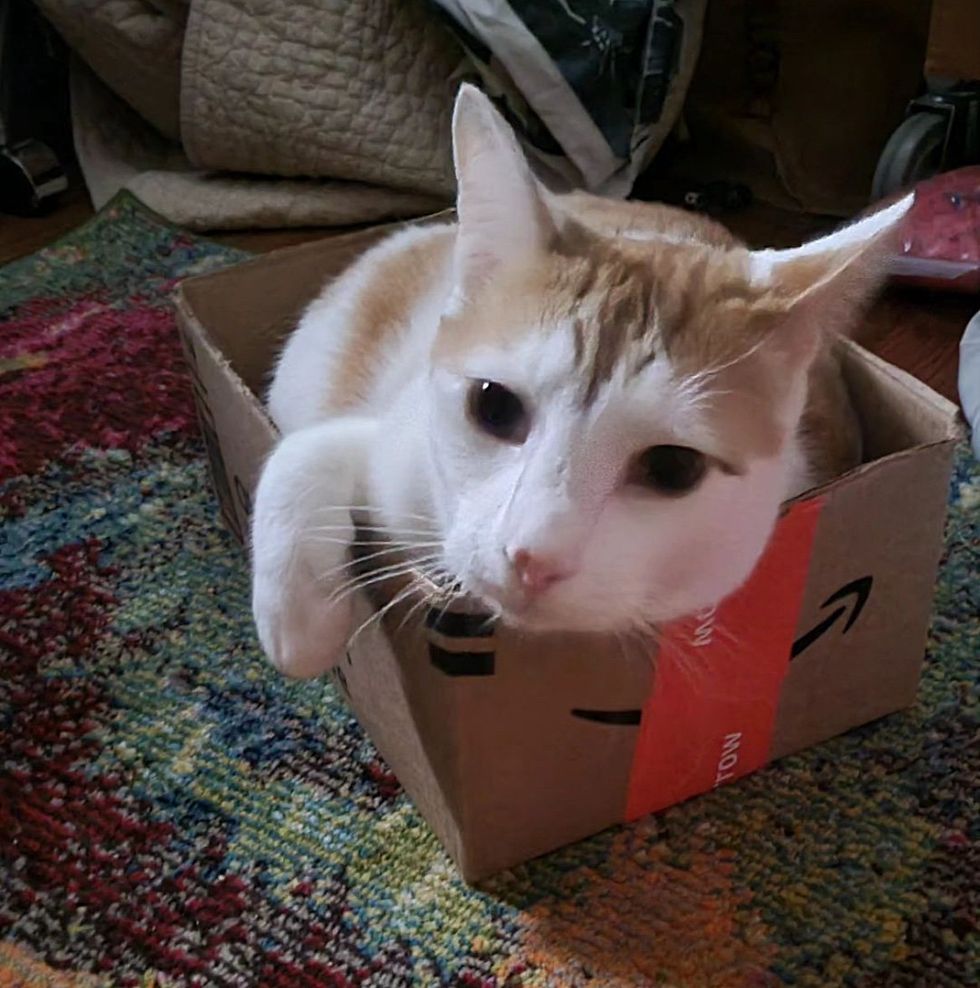 cat in box cute