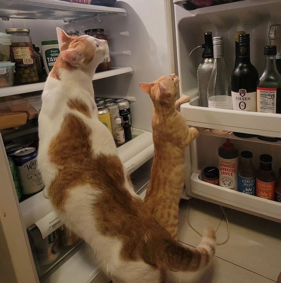 cat kitten fridge explore