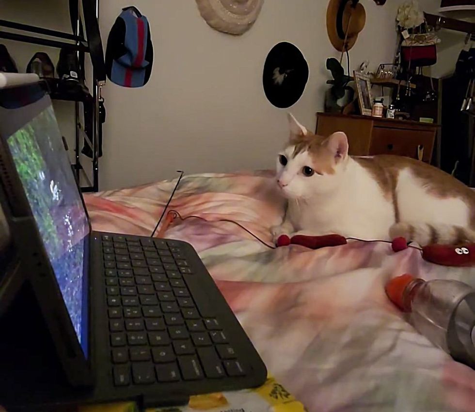 cat entertainment laptop