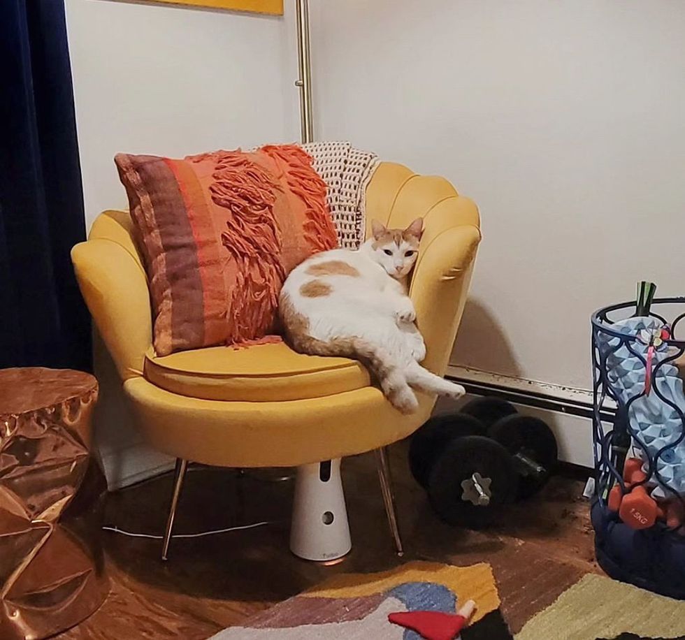 cat throne cute lounging