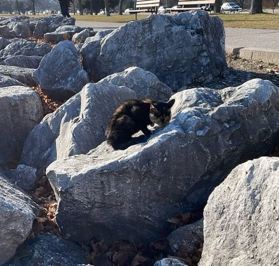 Kitten Hides in Rocks, but Rescuers Keep Trying, Even Amidst Snowstorm ...