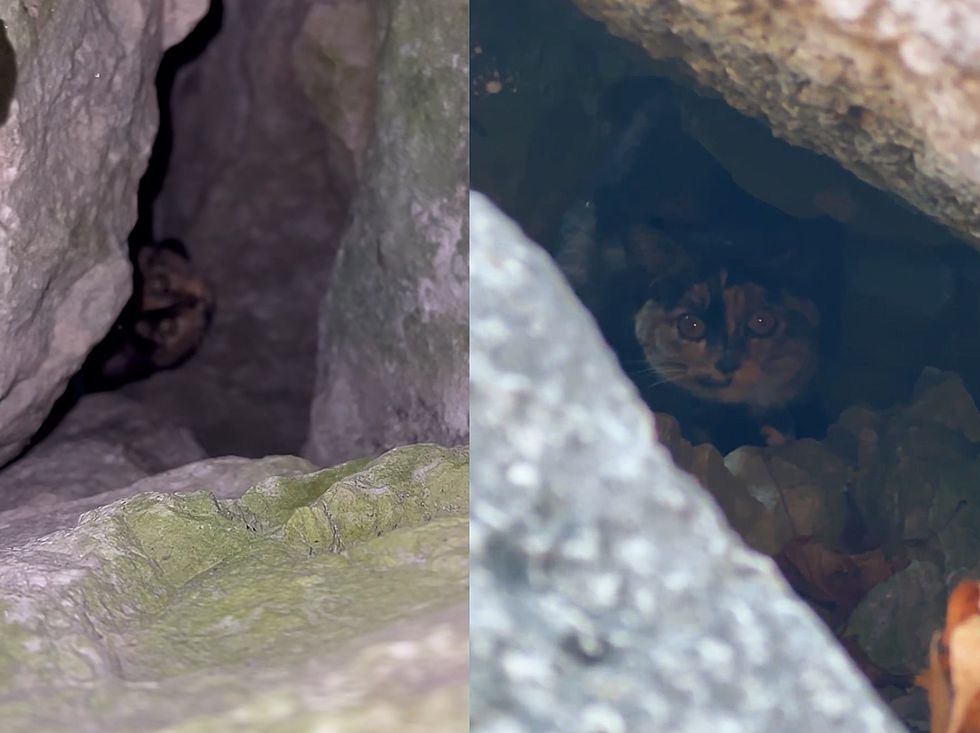 kitten tortie hides rocks