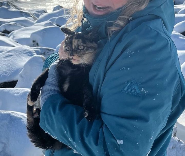 kitten hugs warm