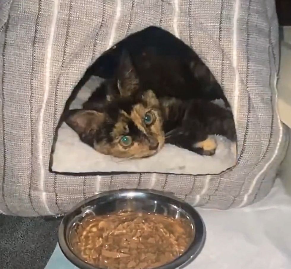tortie kitten bed