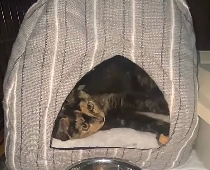 sweet tortie kitten